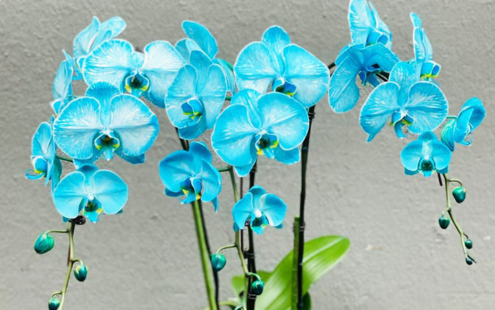 Lan hồ điệp màu lạ hiếm có, giá tiền triệu một cành - 1