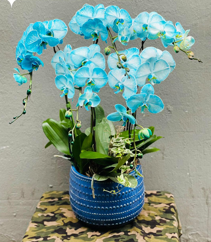 Lan hồ điệp màu lạ hiếm có, giá tiền triệu một cành - 2