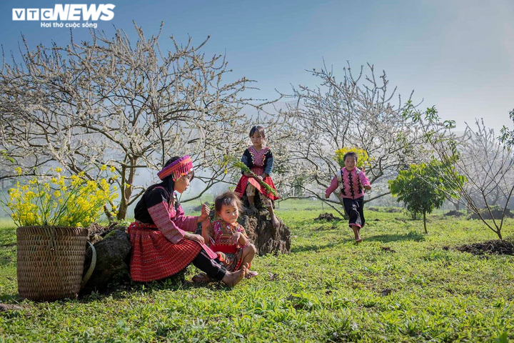 Ảnh: Trẻ em vùng cao vui đùa giữa rừng hoa mận trắng xoá - 5