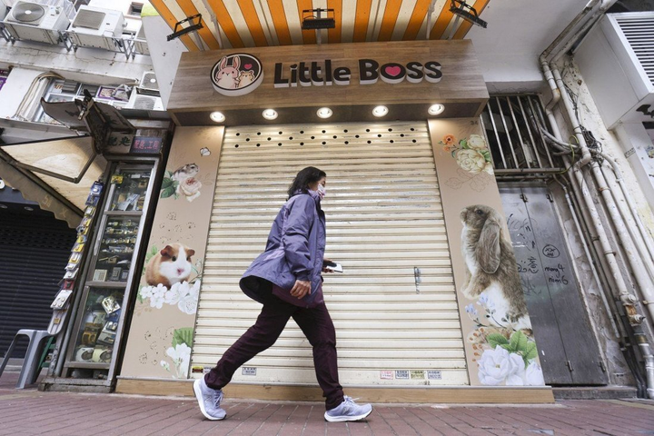 Hong Kong tiêu hủy 2.000 chuột hamster vì lo ngại lan truyền COVID-19 - 1