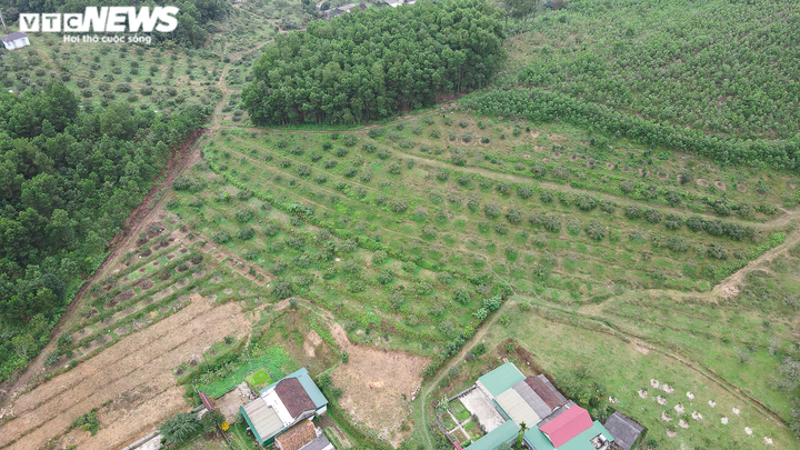 Ảnh: 'Thủ phủ' cam bù rộn ràng vào vụ Tết - 1