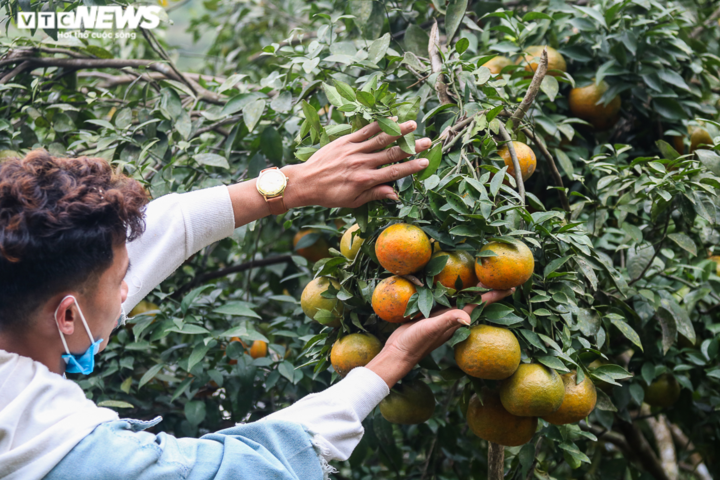 Ảnh: 'Thủ phủ' cam bù rộn ràng vào vụ Tết - 2