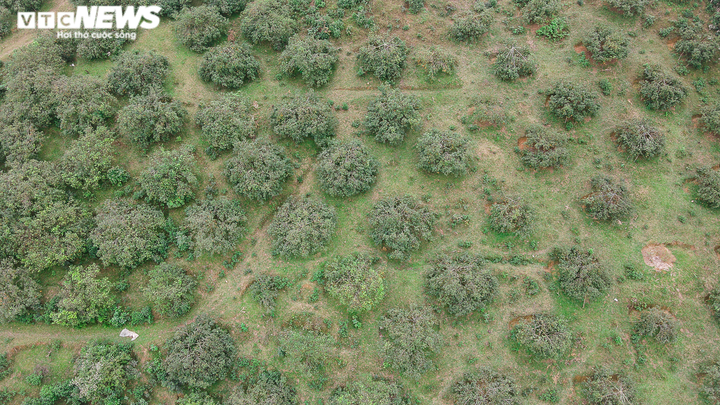 Ảnh: 'Thủ phủ' cam bù rộn ràng vào vụ Tết - 3