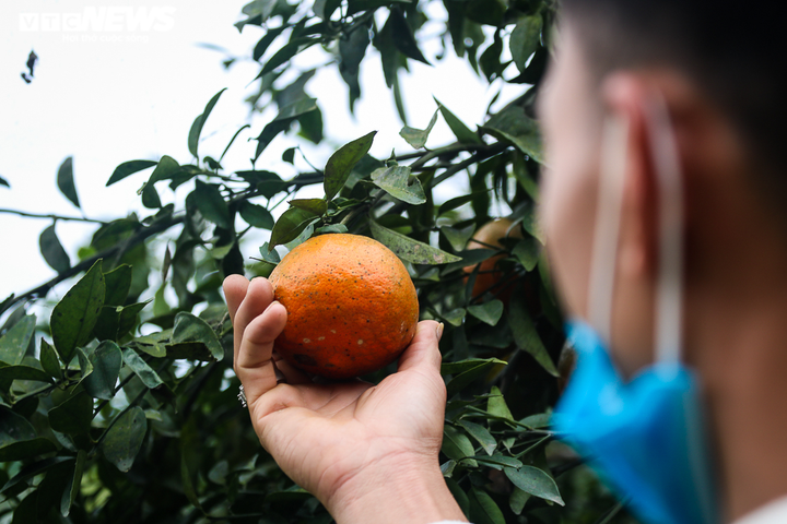 Ảnh: 'Thủ phủ' cam bù rộn ràng vào vụ Tết - 4