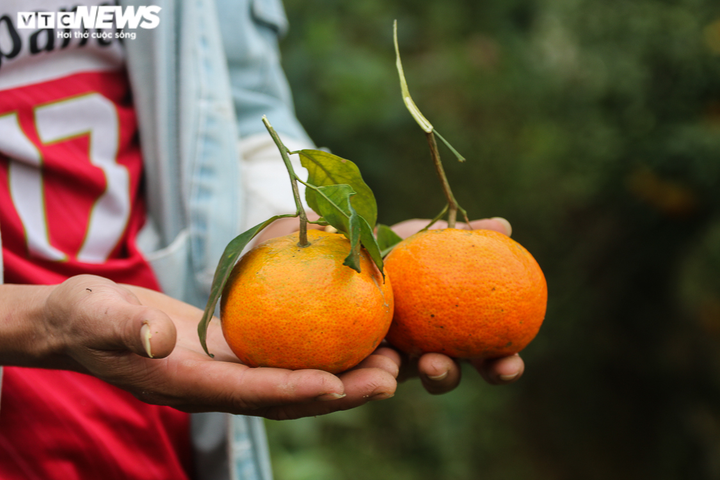 Ảnh: 'Thủ phủ' cam bù rộn ràng vào vụ Tết - 5