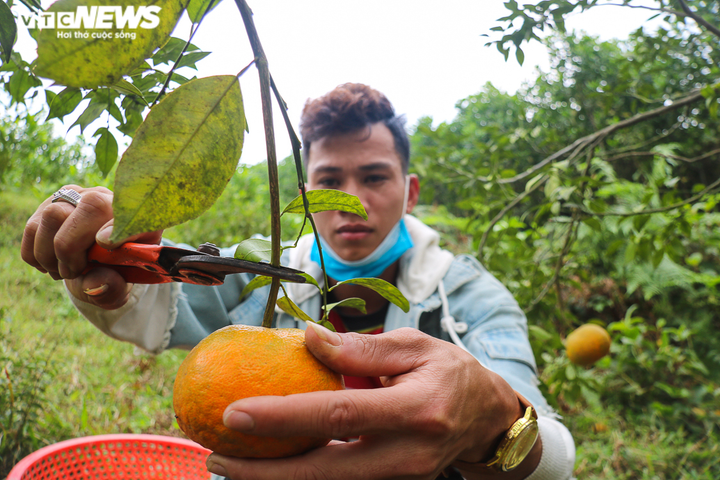 Ảnh: 'Thủ phủ' cam bù rộn ràng vào vụ Tết - 6