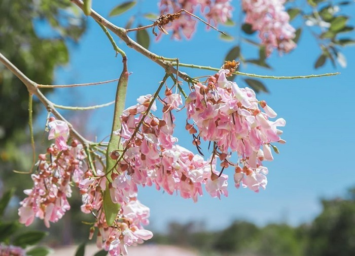 Mùa hoa: Hoa đỗ mai nở rộ đẹp không kém hoa đào, nơi check-in lại sát Sài Gòn - 2
