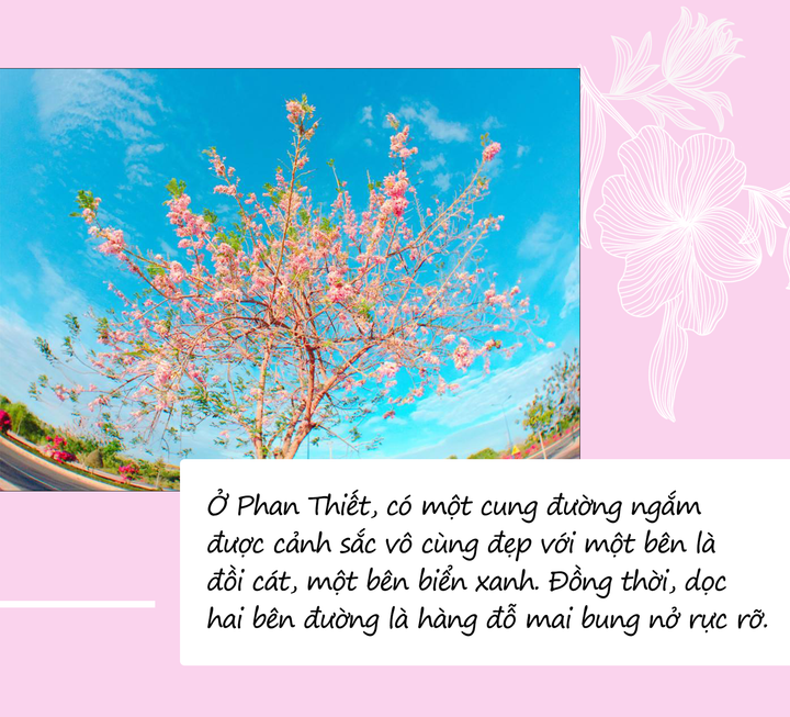 Mùa hoa: Hoa đỗ mai nở rộ đẹp không kém hoa đào, nơi check-in lại sát Sài Gòn - 9