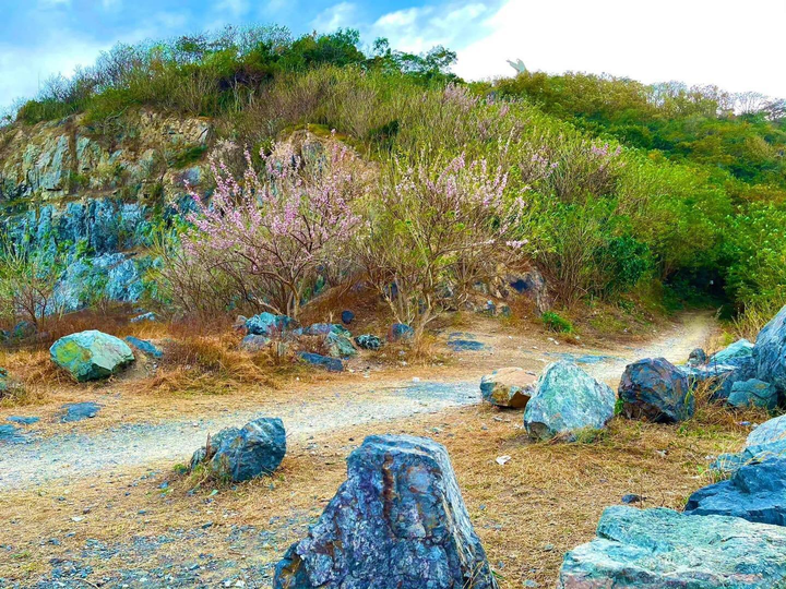 Mùa hoa: Hoa đỗ mai nở rộ đẹp không kém hoa đào, nơi check-in lại sát Sài Gòn - 7