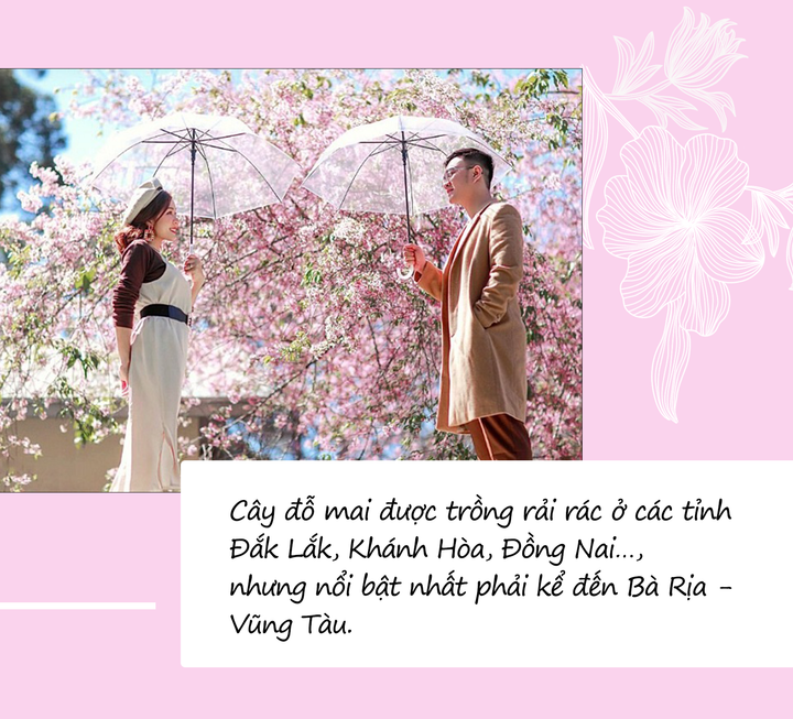 Mùa hoa: Hoa đỗ mai nở rộ đẹp không kém hoa đào, nơi check-in lại sát Sài Gòn - 4