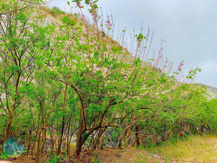 Mùa hoa: Hoa đỗ mai nở rộ đẹp không kém hoa đào, nơi check-in lại sát Sài Gòn - 6