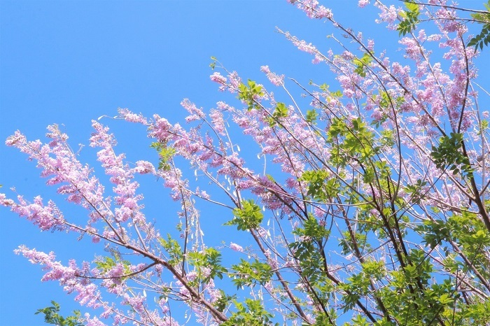 Mùa hoa: Hoa đỗ mai nở rộ đẹp không kém hoa đào, nơi check-in lại sát Sài Gòn - 8