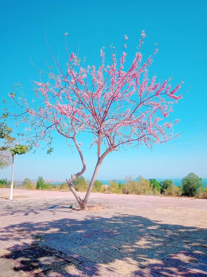 Mùa hoa: Hoa đỗ mai nở rộ đẹp không kém hoa đào, nơi check-in lại sát Sài Gòn - 10