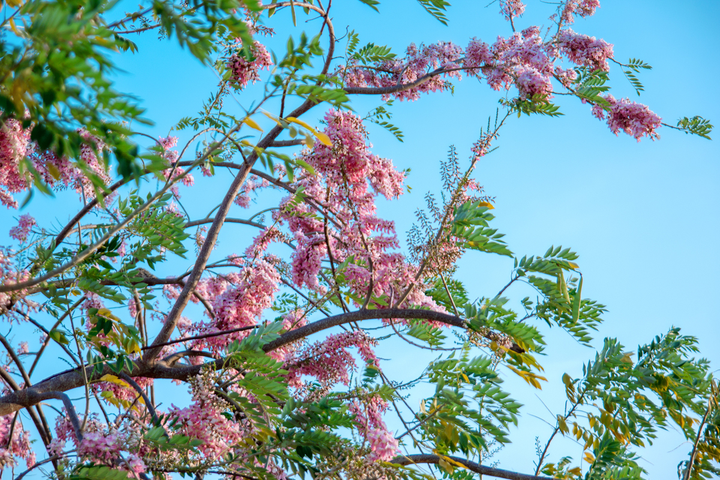 Mùa hoa: Hoa đỗ mai nở rộ đẹp không kém hoa đào, nơi check-in lại sát Sài Gòn - 3