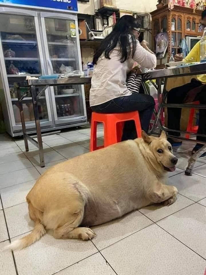 Choáng trước ngoại hình khủng của hội thú cưng khi trót ăn nhầm 'ngải heo' - 7