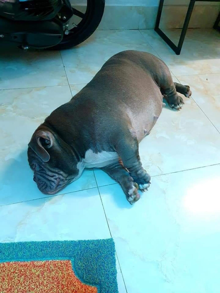 Choáng trước ngoại hình khủng của hội thú cưng khi trót ăn nhầm 'ngải heo' - 6