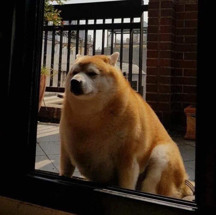 Choáng trước ngoại hình khủng của hội thú cưng khi trót ăn nhầm 'ngải heo' - 8