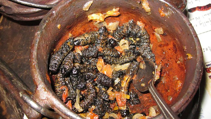 Rùng mình với món ăn được làm từ những con sâu lông béo múp ở châu Phi - 6