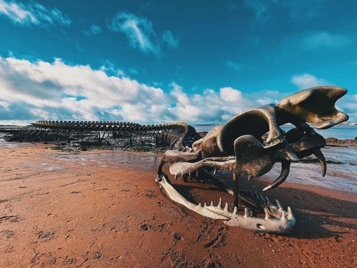 El 'esqueleto de serpiente gigante' que emerge de la playa atrae a los turistas al check-in - 2