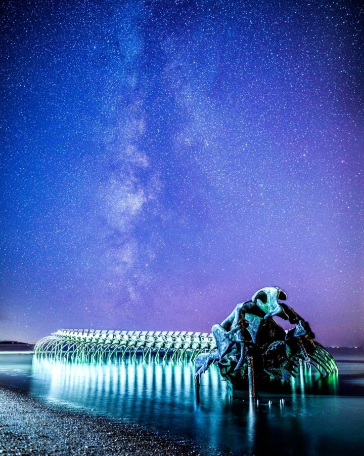 El 'esqueleto de serpiente gigante' que emerge de la playa atrae a los turistas al check-in - 9