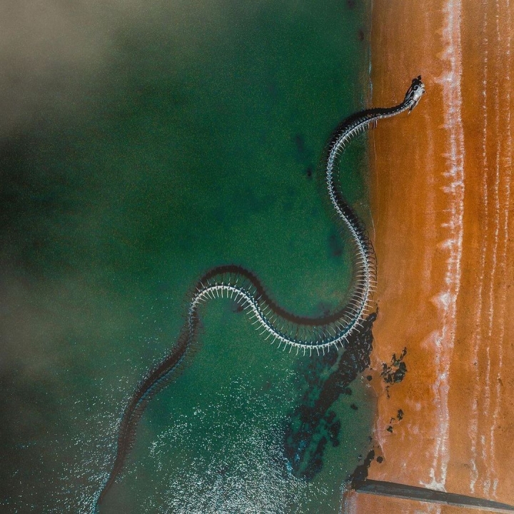 El 'esqueleto de serpiente gigante' que emerge de la playa atrae a los turistas al check-in - 8