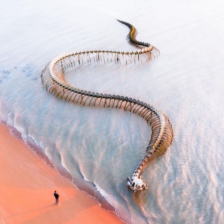 El 'esqueleto de serpiente gigante' que emerge de la playa atrae a los turistas a registrarse - 1