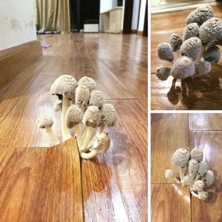 Trở lại phòng sau Tết, xỉu ngang khi thấy 'bạn trọ mới' và 'khách không mời' - 7