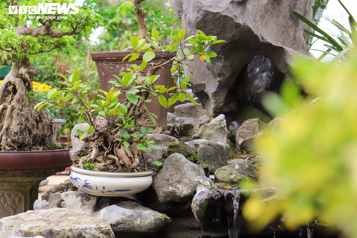 Ảnh: Lão nông ở Quảng Bình đổi đời từ thú chơi cây cảnh - 2