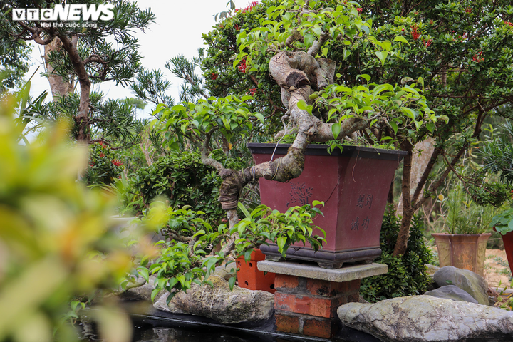 Ảnh: Lão nông ở Quảng Bình đổi đời từ thú chơi cây cảnh - 3
