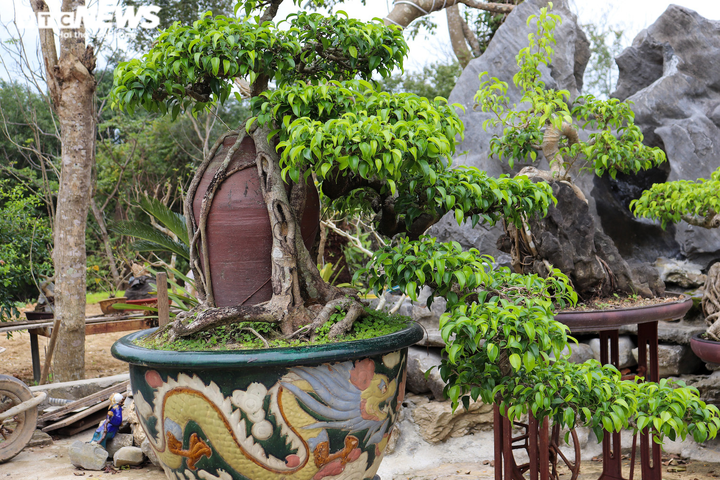 Ảnh: Lão nông ở Quảng Bình đổi đời từ thú chơi cây cảnh - 5