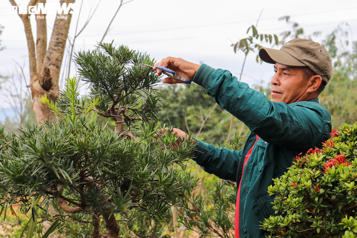 Ảnh: Lão nông ở Quảng Bình đổi đời từ thú chơi cây cảnh - 6