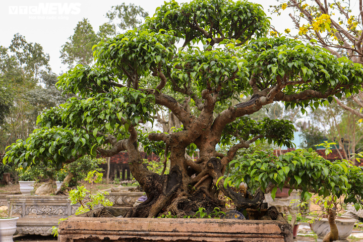 Ảnh: Lão nông ở Quảng Bình đổi đời từ thú chơi cây cảnh - 9