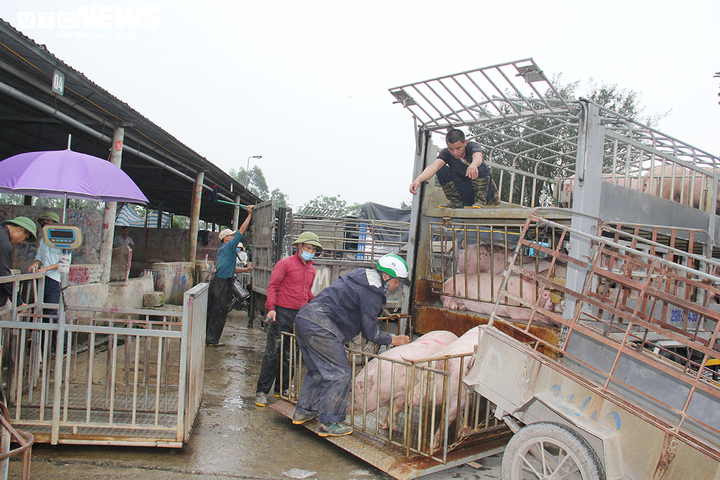 Nghịch lý giá thịt lợn những ngày giáp Tết Nhâm Dần - 1