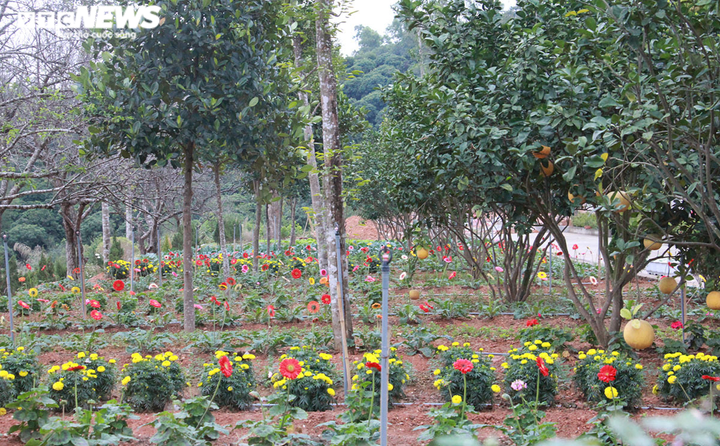 Cận cảnh ngôi chùa trên núi có pho tượng Phật bằng đồng lớn nhất Hải Phòng - 19