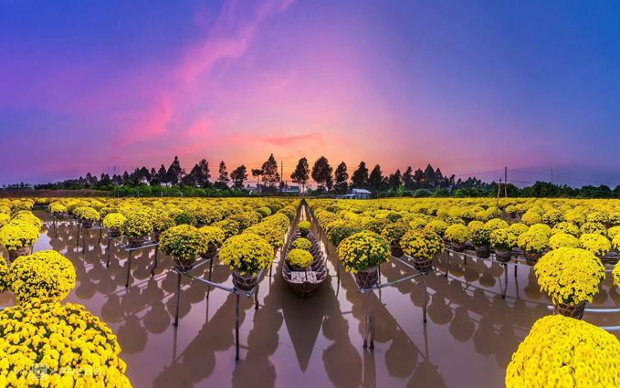 Mùa hoa: Vườn cúc mâm xôi độc đáo bậc nhất rộ sắc vàng tạo nên cảnh đẹp nao lòng - 14