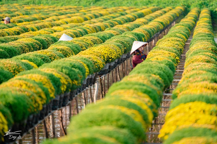 Mùa hoa: Vườn cúc mâm xôi độc đáo bậc nhất rộ sắc vàng tạo nên cảnh đẹp nao lòng - 3