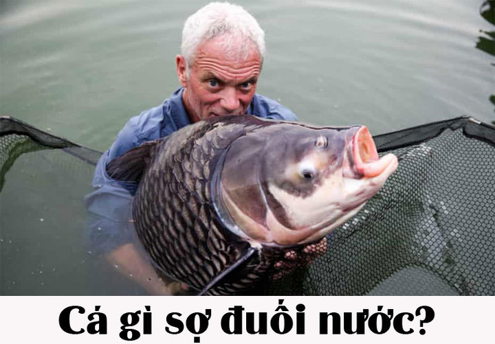 Cá gì sợ bị đuối nước? - 1