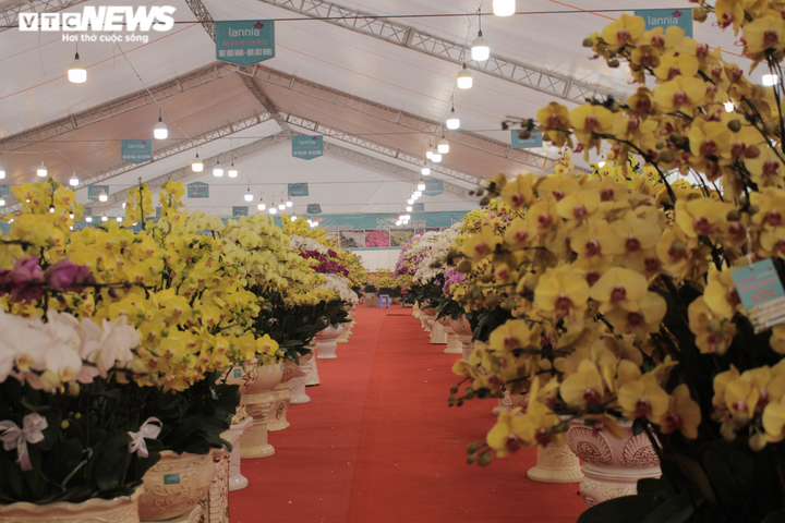 Chậu lan hồ điệp khổng lồ được cắm suốt 3 ngày, giá gần 1 tỷ đồng - 9