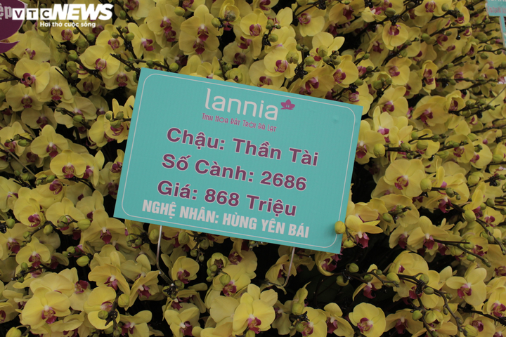 Chậu lan hồ điệp khổng lồ được cắm suốt 3 ngày, giá gần 1 tỷ đồng - 2