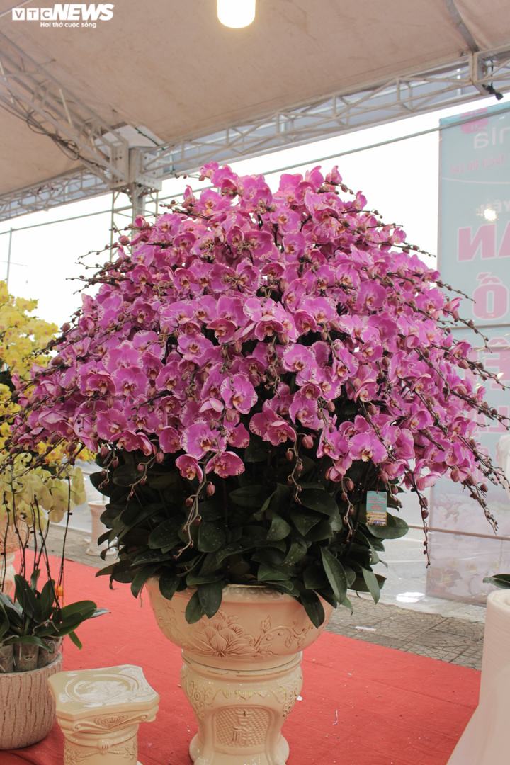 Chậu lan hồ điệp khổng lồ được cắm suốt 3 ngày, giá gần 1 tỷ đồng - 7