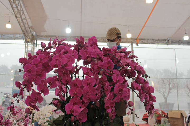 Chậu lan hồ điệp khổng lồ được cắm suốt 3 ngày, giá gần 1 tỷ đồng - 6
