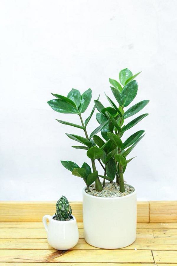 Những sản phẩm đắt khách trong ngày đầu năm mới - 4