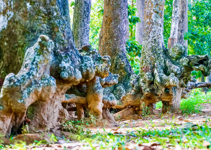 Chiêm ngưỡng những gốc cổ thụ trăm tuổi với hình thù độc đáo giữa lòng Trà Vinh - 6