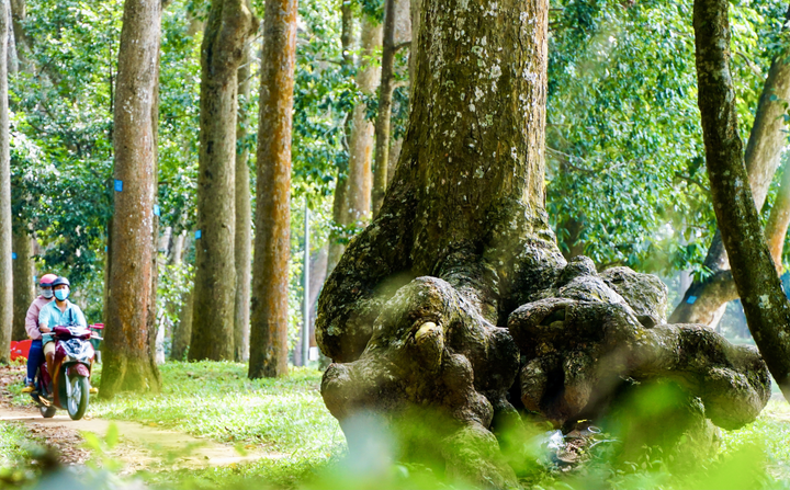 Chiêm ngưỡng những gốc cổ thụ trăm tuổi với hình thù độc đáo giữa lòng Trà Vinh - 8