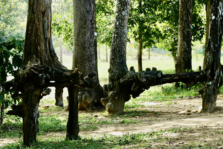 Chiêm ngưỡng những gốc cổ thụ trăm tuổi với hình thù độc đáo giữa lòng Trà Vinh - 3