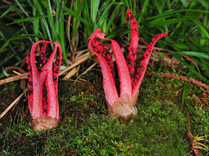 Sự thật về ‘trứng ngoài hành tinh’ nở ra vật thể kỳ quái như phim kinh dị - 5