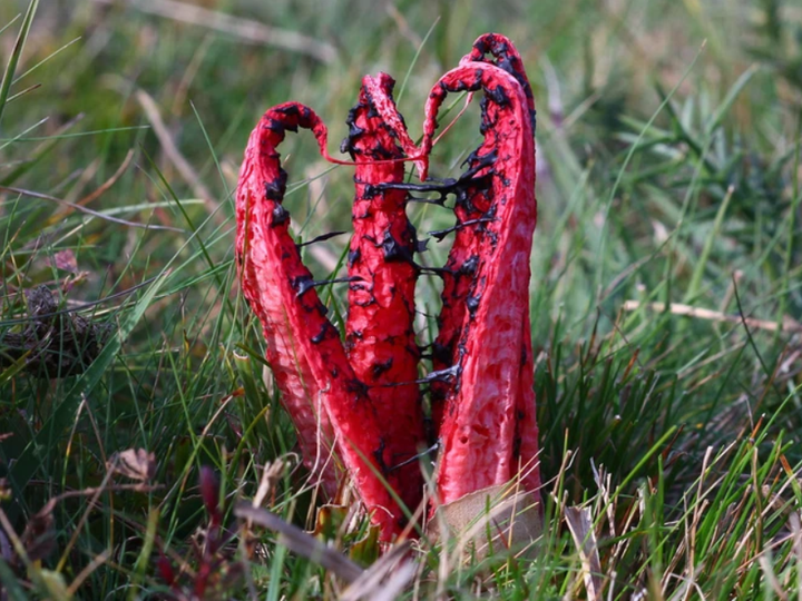 Sự thật về ‘trứng ngoài hành tinh’ nở ra vật thể kỳ quái như phim kinh dị - 6