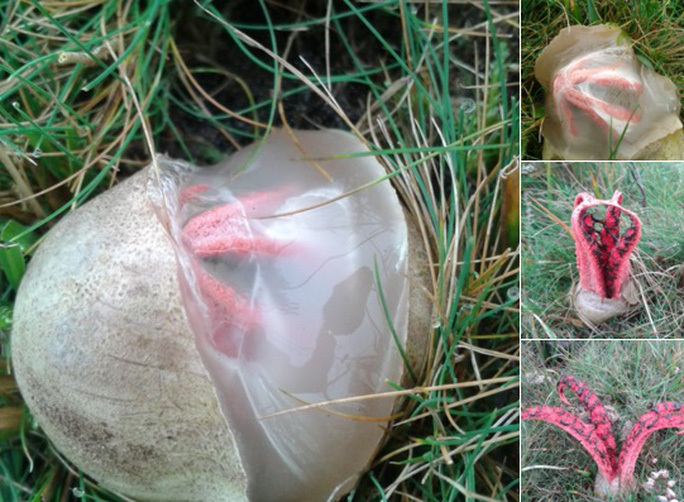 Sự thật về ‘trứng ngoài hành tinh’ nở ra vật thể kỳ quái như phim kinh dị - 1