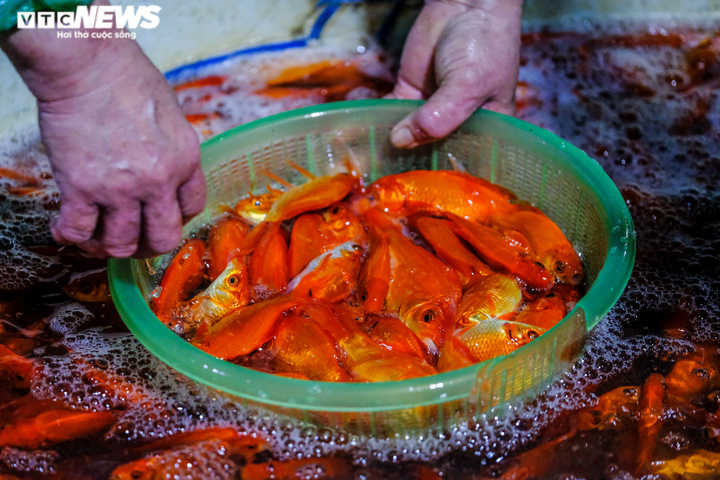 Cá chép tăng giá mạnh trong ngày tiễn ông Công, ông Táo lên trời - 9