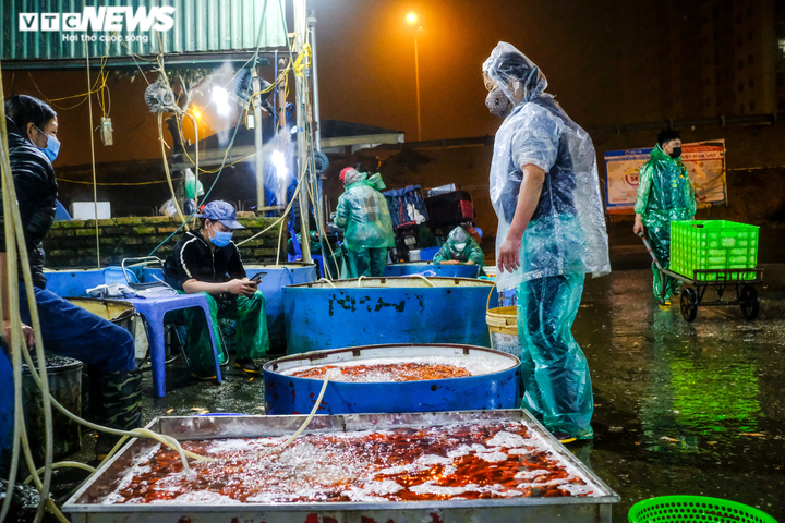 Cá chép tăng giá mạnh trong ngày tiễn ông Công, ông Táo lên trời - 12